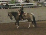 Click to see Kisses go Reserve Champion in the Daffodil HA Futurity